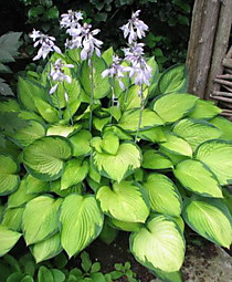 Хоста Голд Стандарт